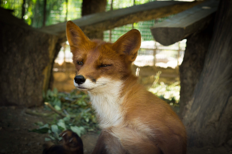 Поход в Московский зоопарк