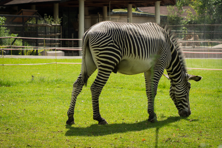 Поход в Московский зоопарк
