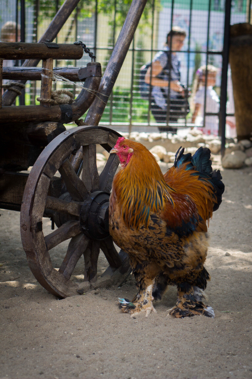 Поход в Московский зоопарк