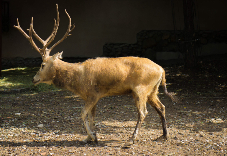 Поход в Московский зоопарк