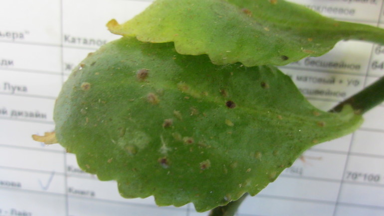 Помогите, зараза на цветочке