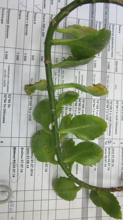 Помогите, зараза на цветочке