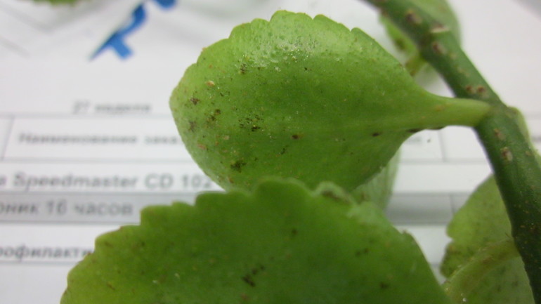 Помогите, зараза на цветочке