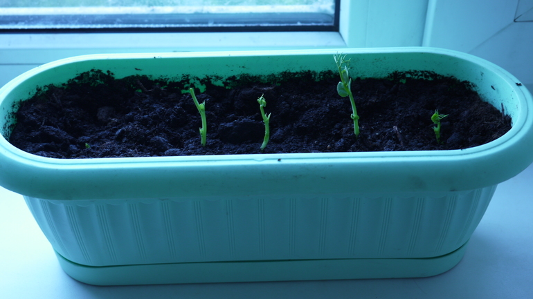 "Баба сеяла горох..."