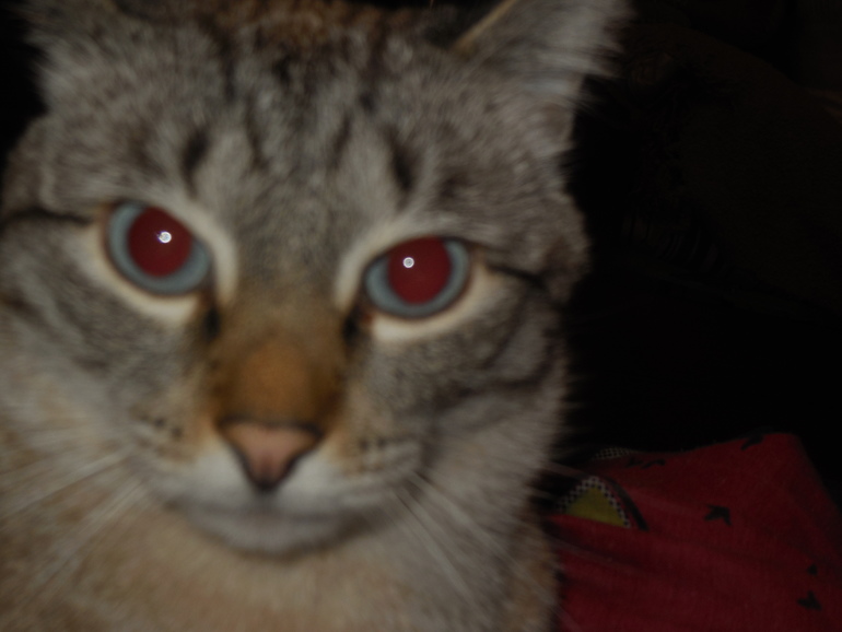 Мой зверинец