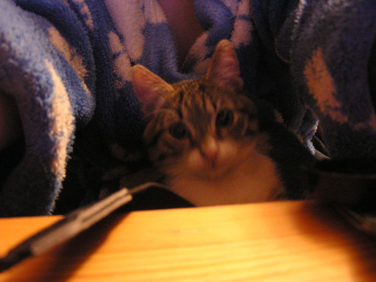 Мой зверинец