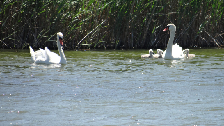 Голубицкая
