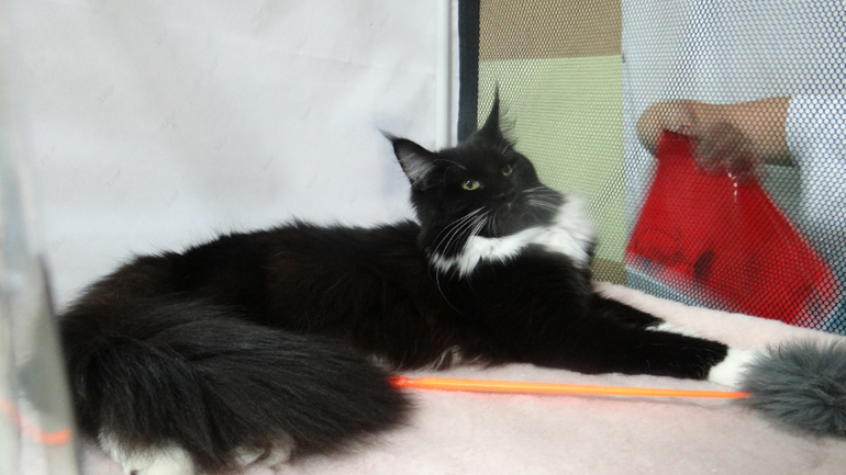 Любимая игрушка)))