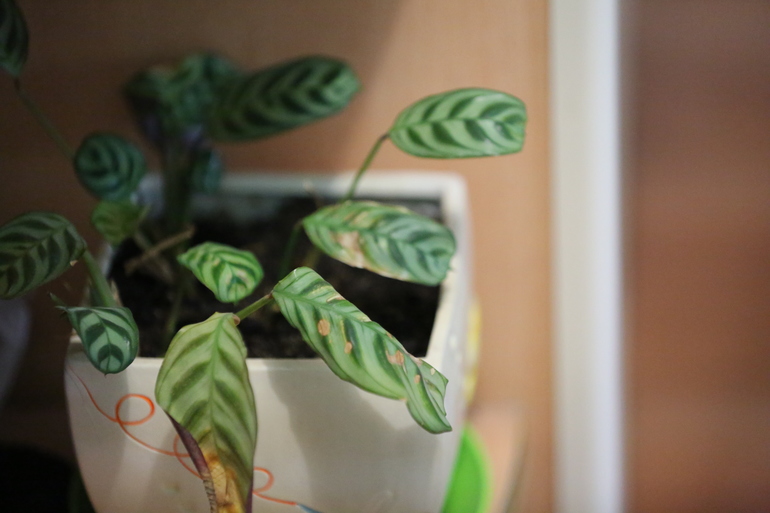 Как называется растение и что с ним? Чем помочь?