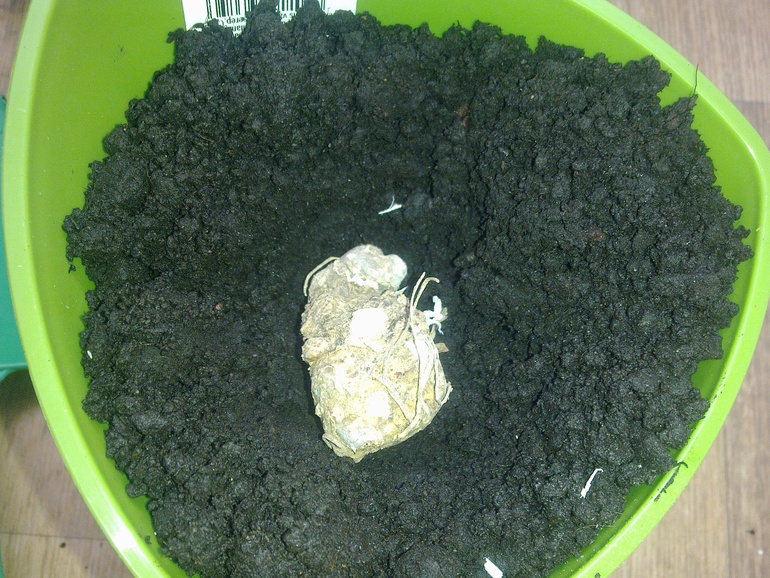 Немного "огородничества".