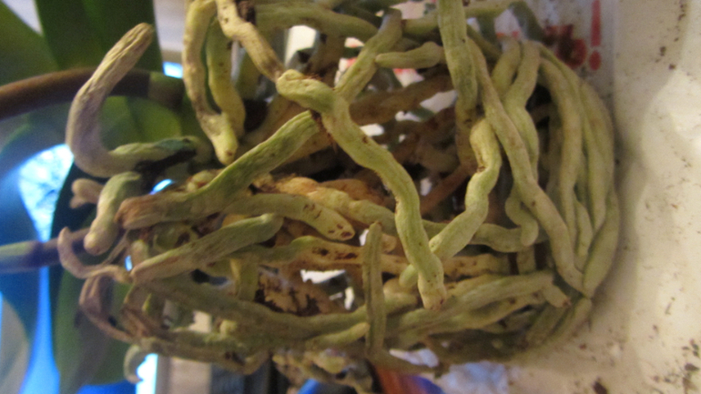 Помоги не загубить орхидею