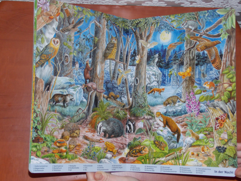 Развороты Mein großes Wimmelbuch Tiere, Anne Suess