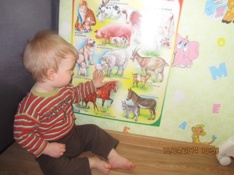 ТН "Скотный двор". День 4 - Овца