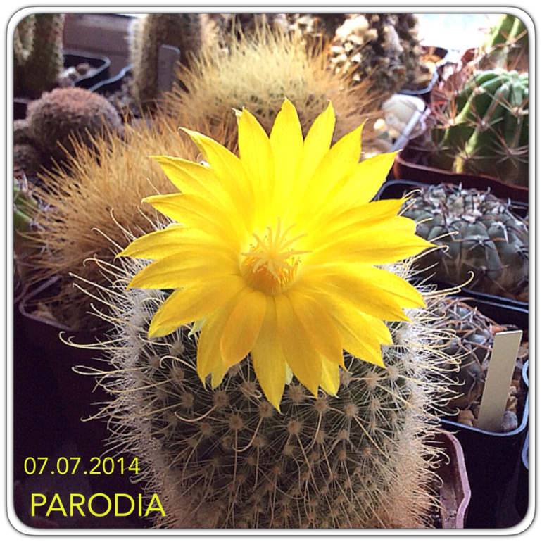 Субботняя колючка