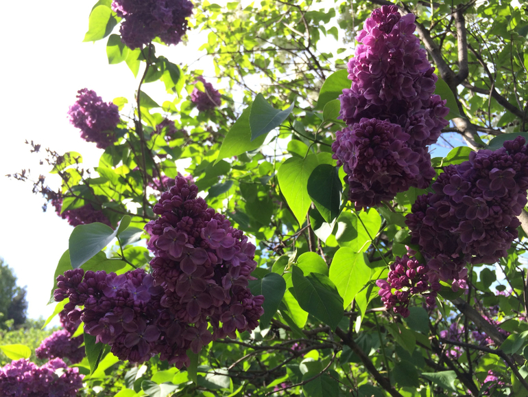 Сиреневое безумие (много фоток!!!)