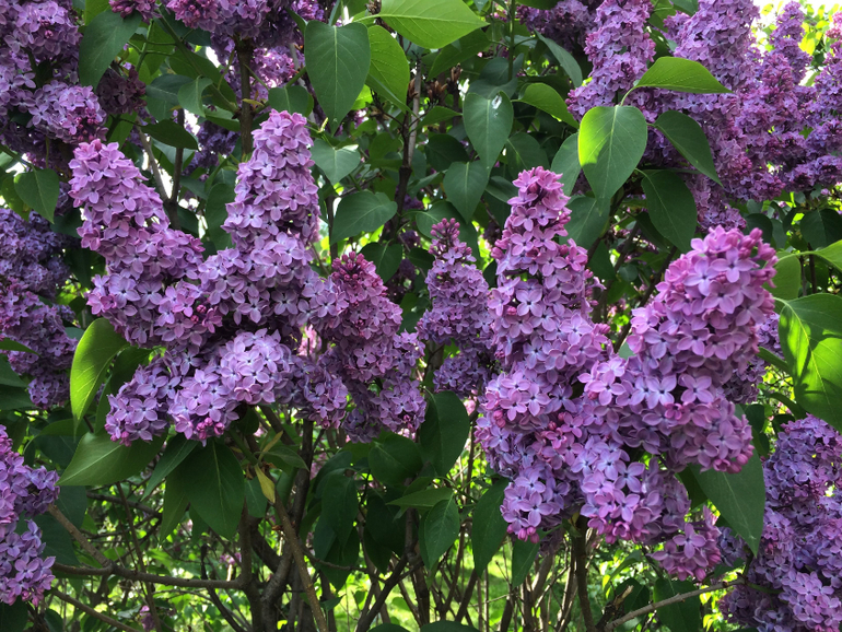 Сиреневое безумие (много фоток!!!)