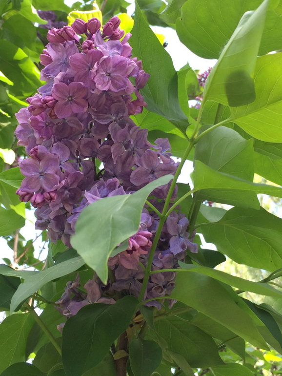 Сиреневое безумие (много фоток!!!)