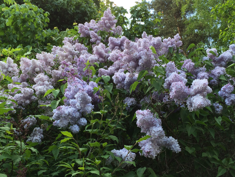 Сиреневое безумие (много фоток!!!)