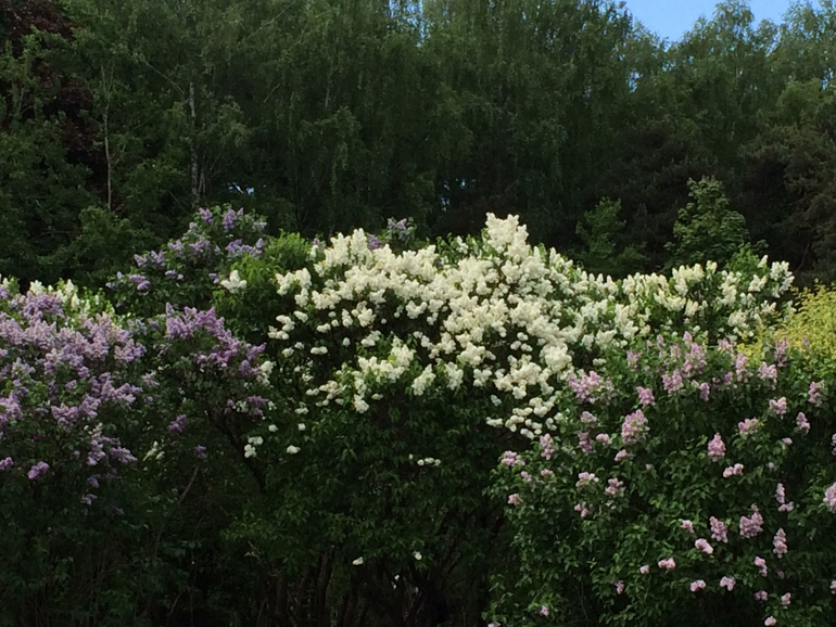 Сиреневое безумие (много фоток!!!)