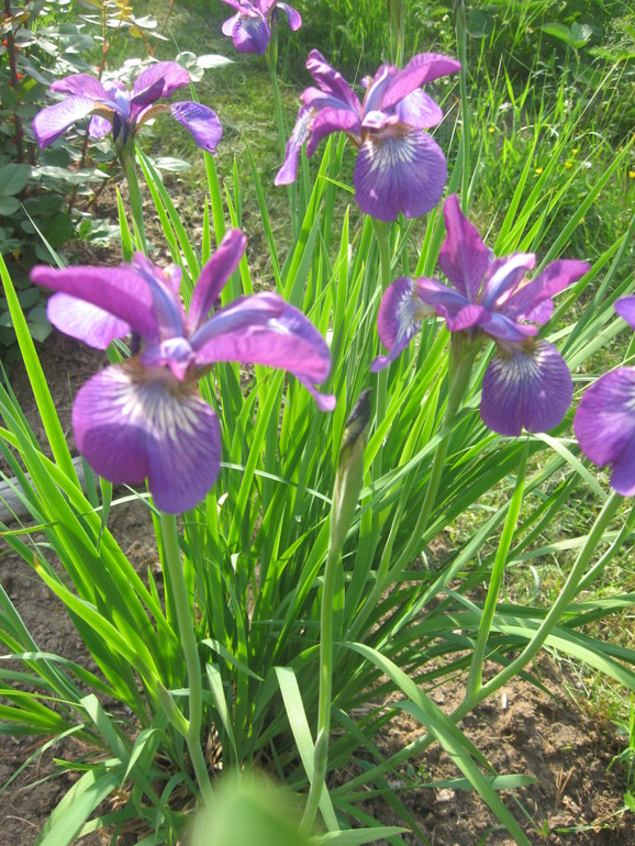 Летние, часть 1)