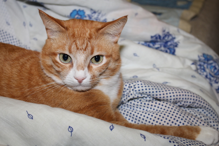 мой КоТэ