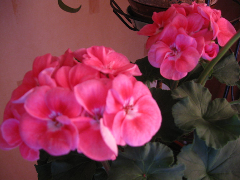 Пеларгония осенью