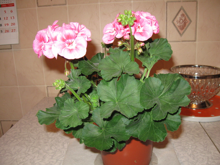 Пеларгония осенью