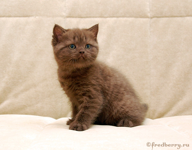 Вот такие плюшки