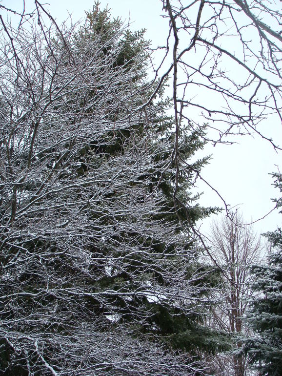 White X-mas vs. Blue X-mas.