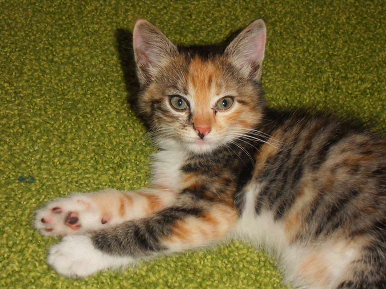 +1 хвостато-усатый))))