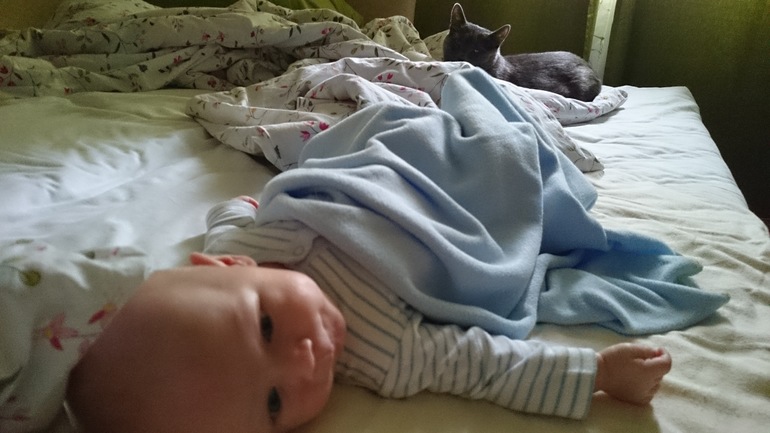 Сняли эмбарго с кота)