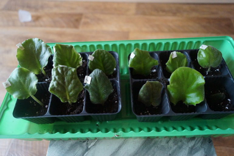 Довольна как слон! Обзавелась фиалочками!