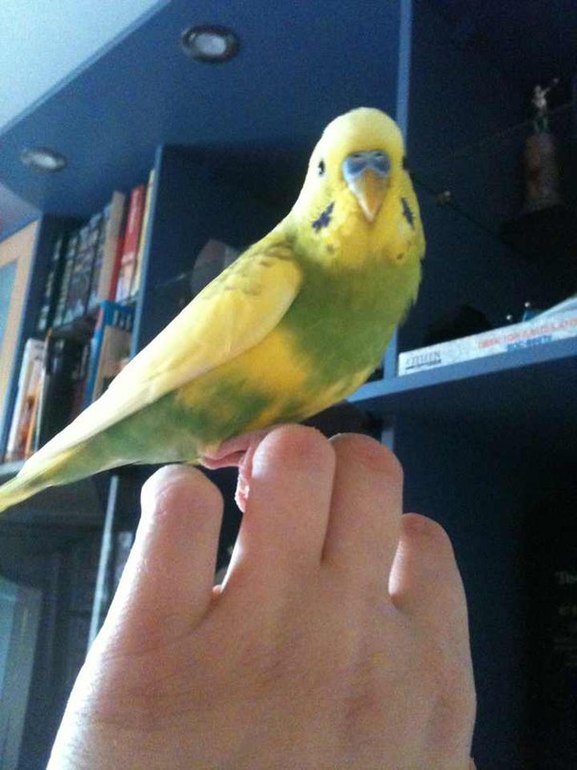 Мои любимые животные!