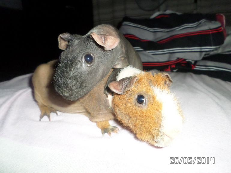 Моя любимая живность