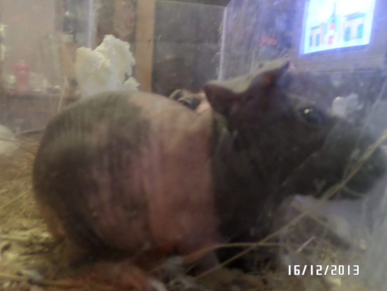 Моя любимая живность