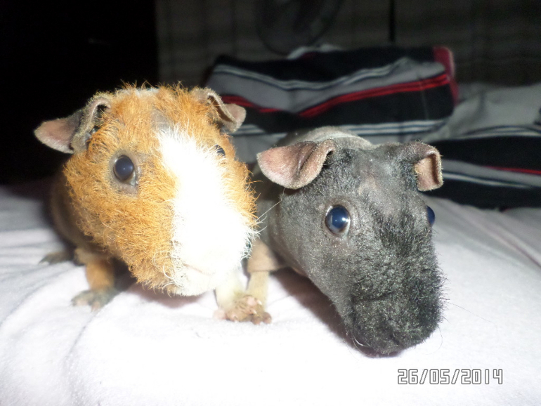 Моя любимая живность