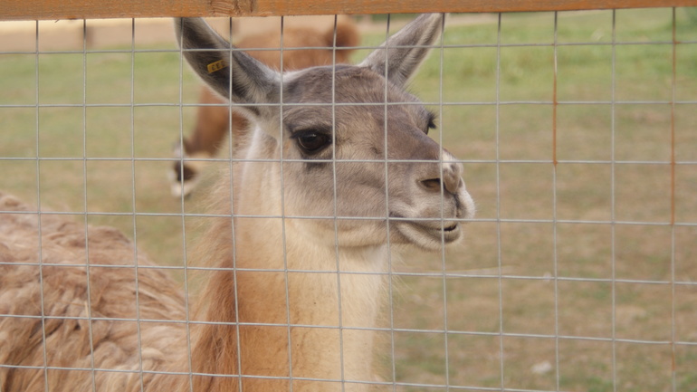 "Парк птиц" в деревне Воробьи Калужской области