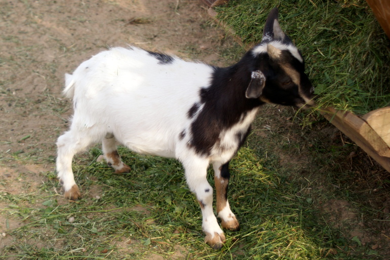 "Парк птиц" в деревне Воробьи Калужской области