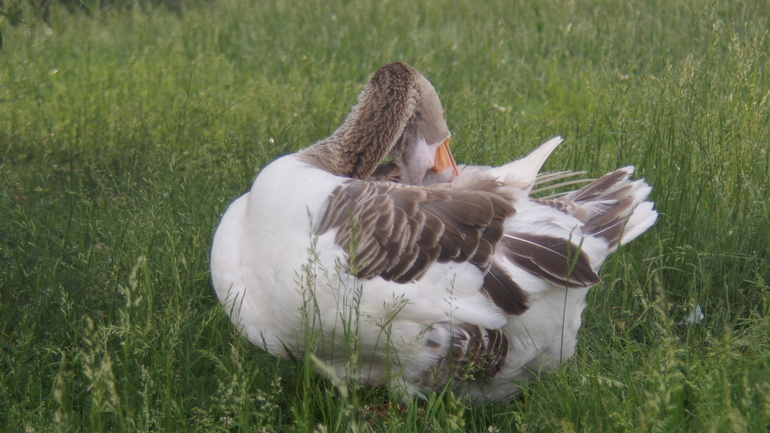 "Парк птиц" в деревне Воробьи Калужской области