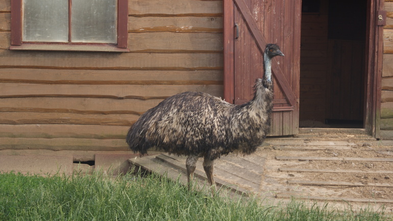 "Парк птиц" в деревне Воробьи Калужской области