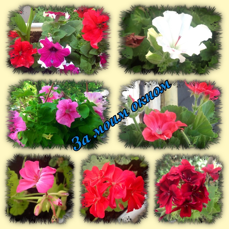 Заоконная радость!)))