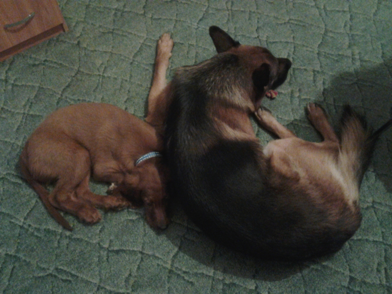 мой имбирный пряничек Милан и Цезарь(много фото)