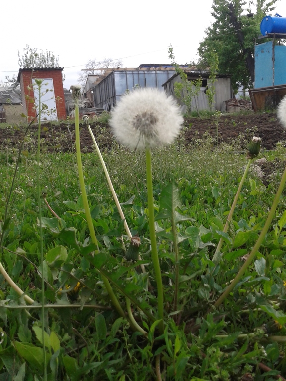 Моя радость