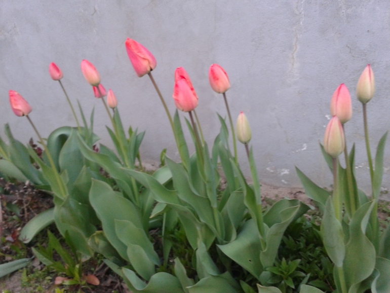 Моя радость