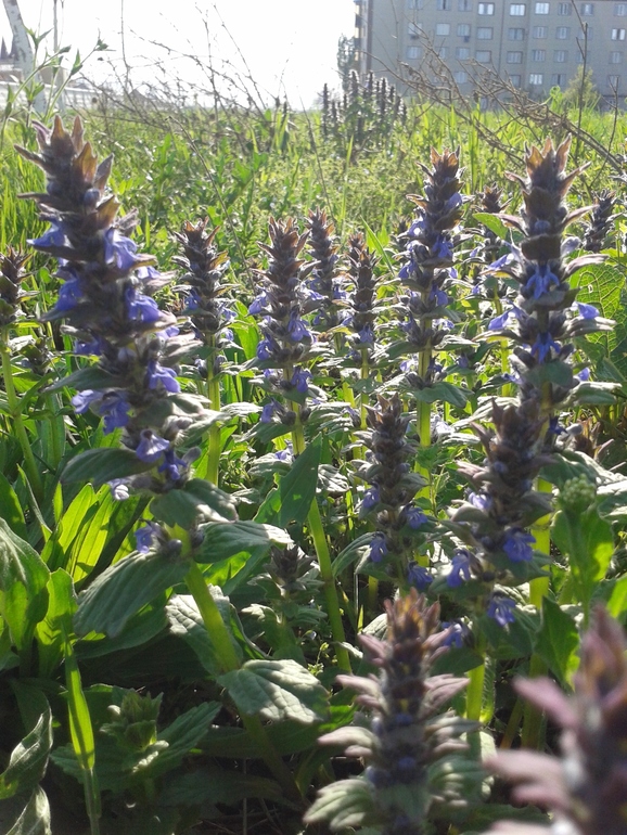 Моя радость