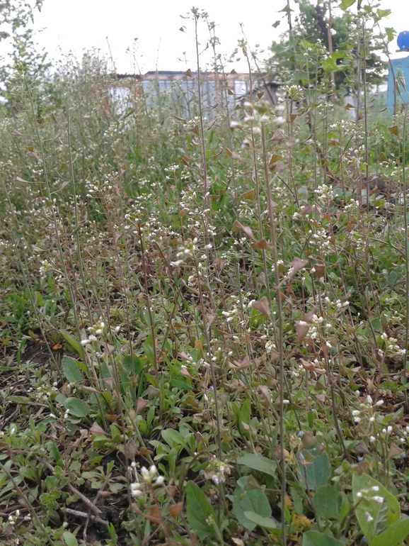 Моя радость