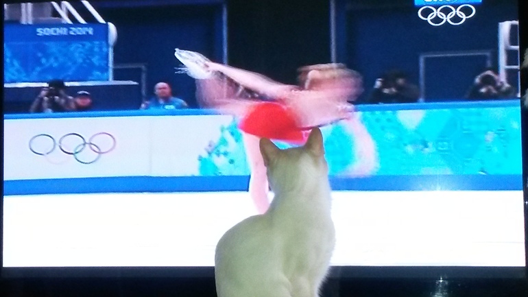 Кот и фигурное катание.