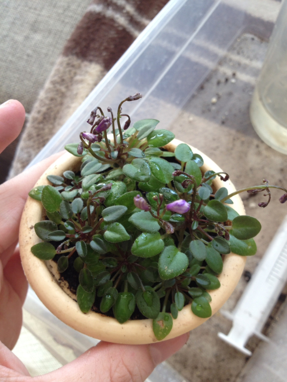 Моя микромини