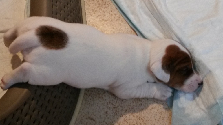 Собаки, как люди...