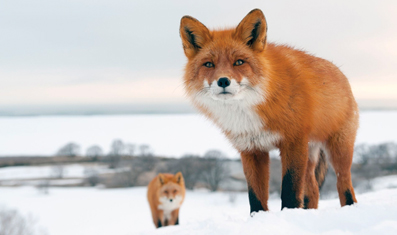 Кто куда? Фестиваль